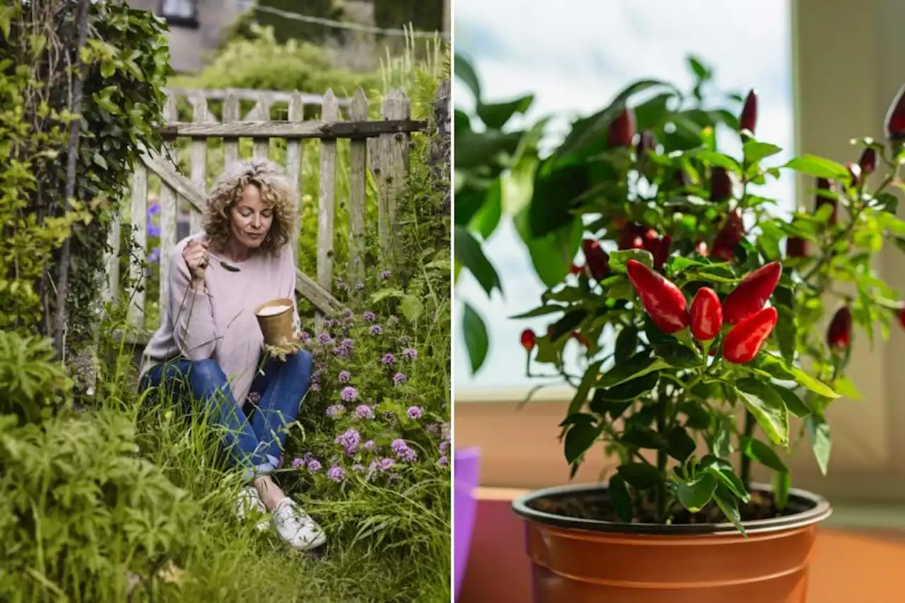 BBC's Kate Humble gives top tips on what veg and herbs to grow at home