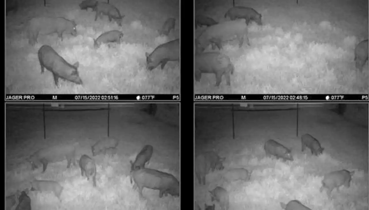 Feral hogs tore up their yards, so these Sugar Land residents hired a trapper. The HOA said no.