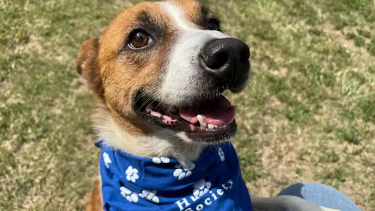 KPRC 2 Pet Project: Meet Tessa, now taking applications for her new lifelong cuddle buddy