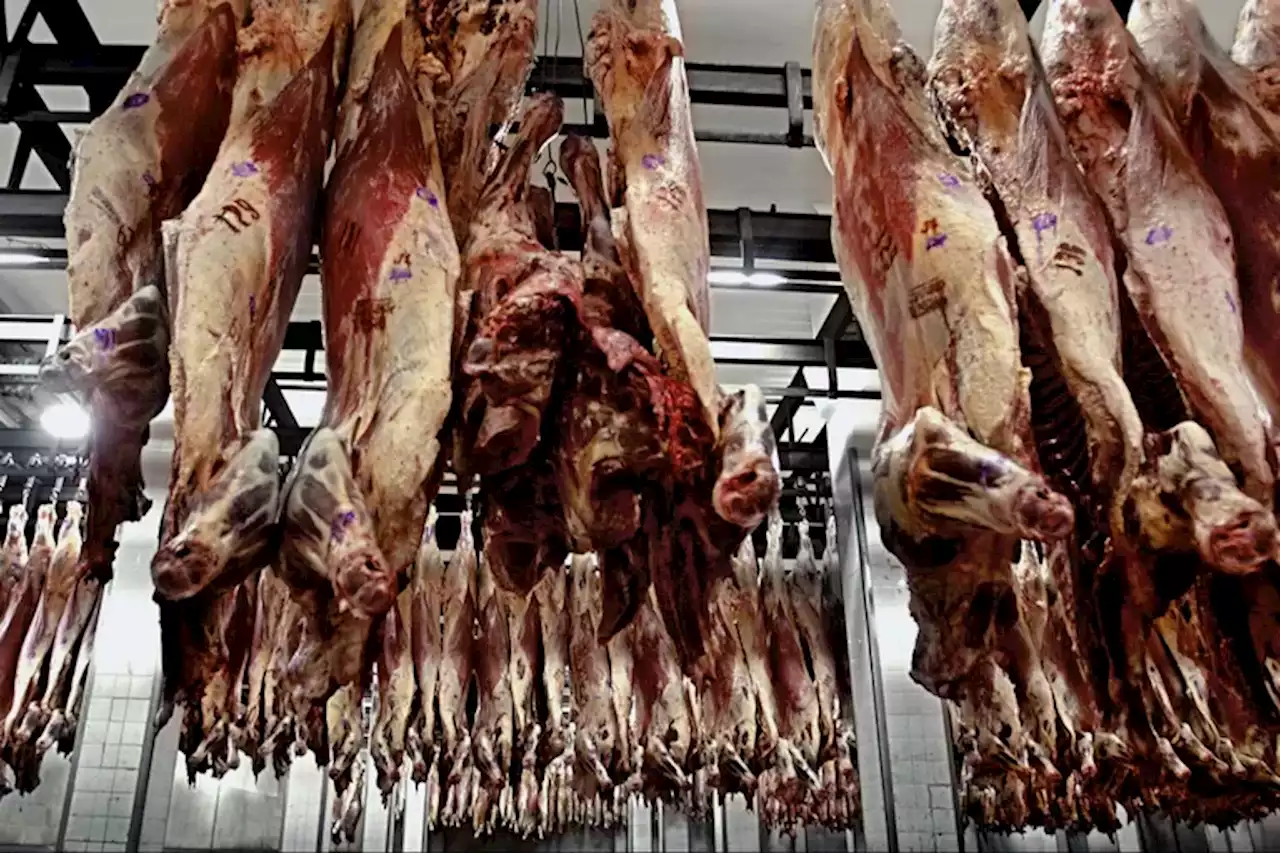 Tras la exportación más del año, nada justifica seguir restringiendo a la carne vacuna