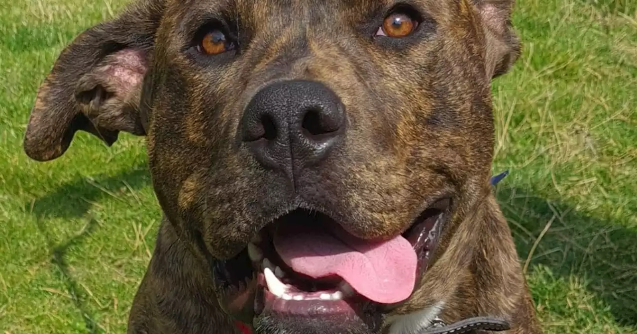 The eight stone dog who has had THREE owners in a year