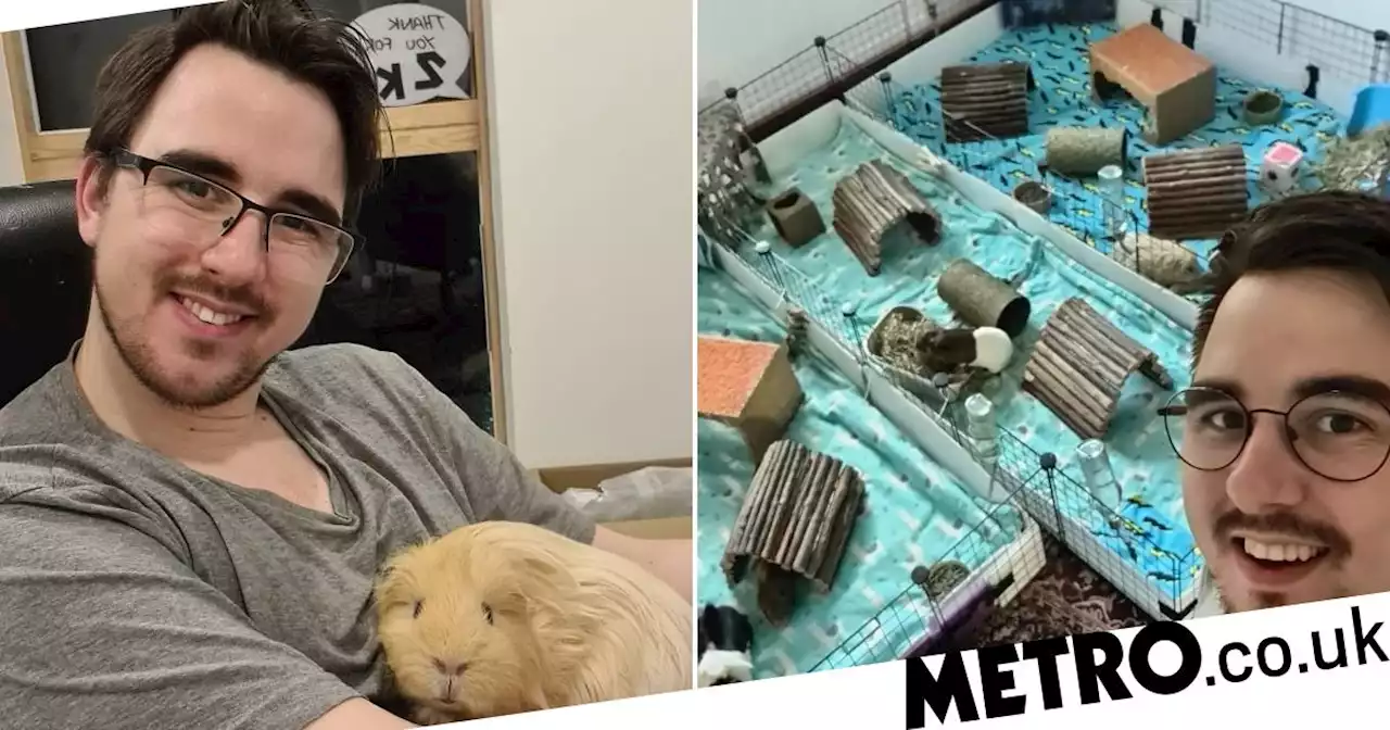 Man gives his beloved guinea pigs their own room in his two-bed flat