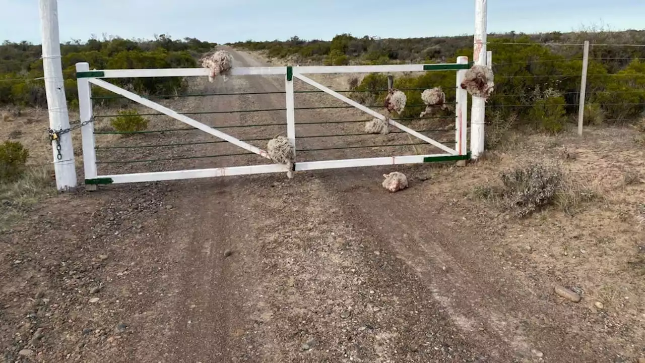 Robaron siete borregos, los faenaron y dejaron las cabezas colgadas