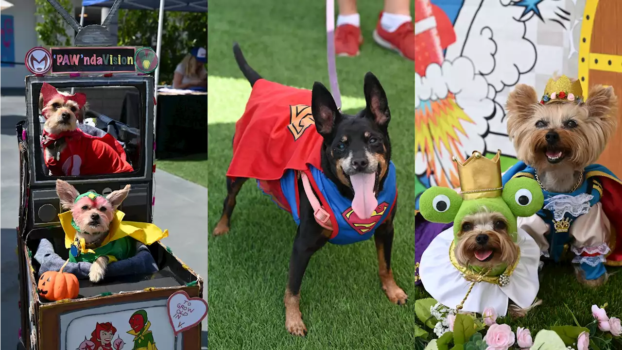 Super-Cute Canine Cosplayers Ruled PAWmicon 2022