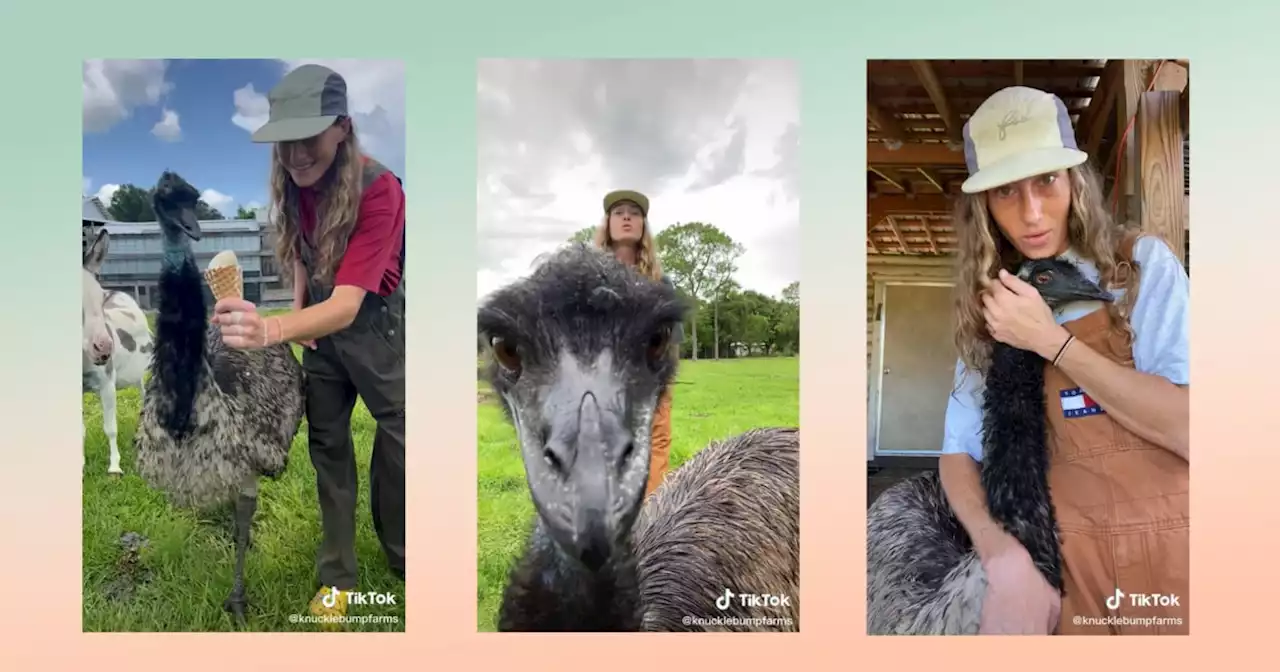 Meet Emmanuel, the emu the internet has fallen in love with