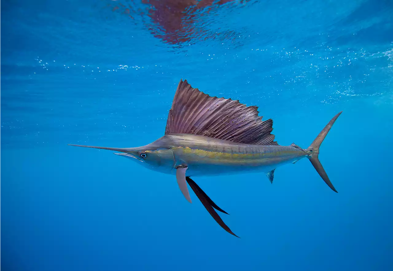 Sailfish Leaps Out of Water, Injures Woman Off Florida Coast