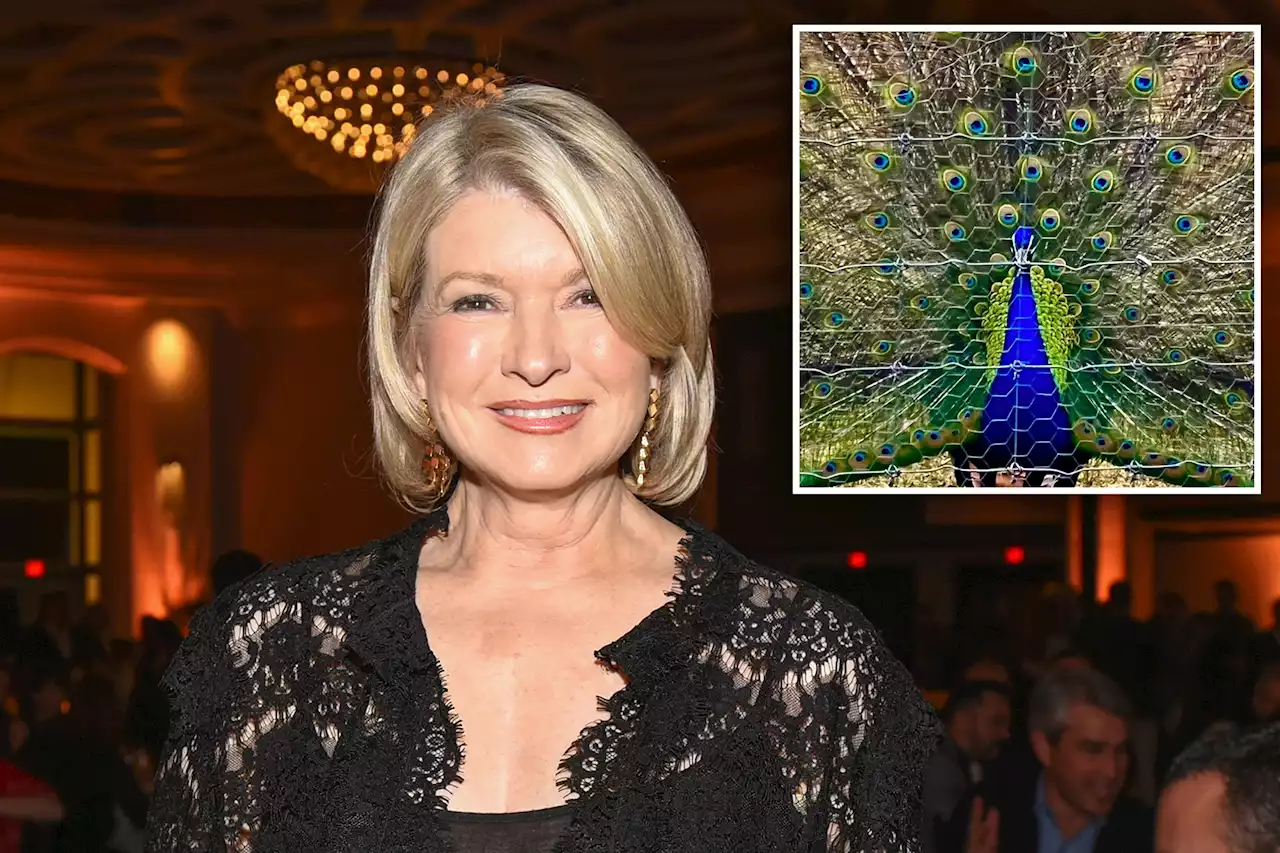 Martha Stewart’s pet peacocks ‘devoured’ by coyotes at Connecticut home