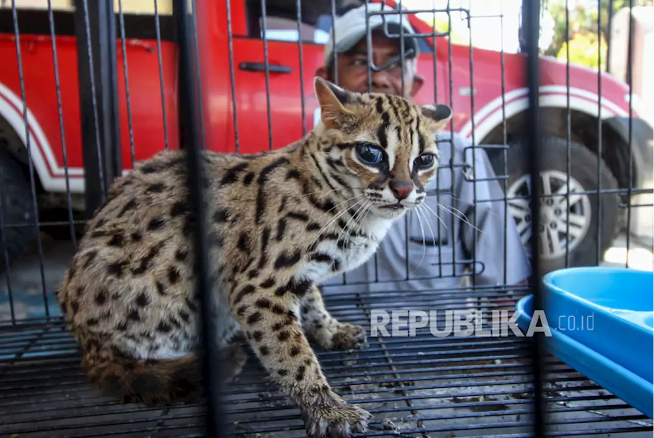 Seekor Kucing Hutan Emas Diselamatkan di Tanah Datar |Republika Online