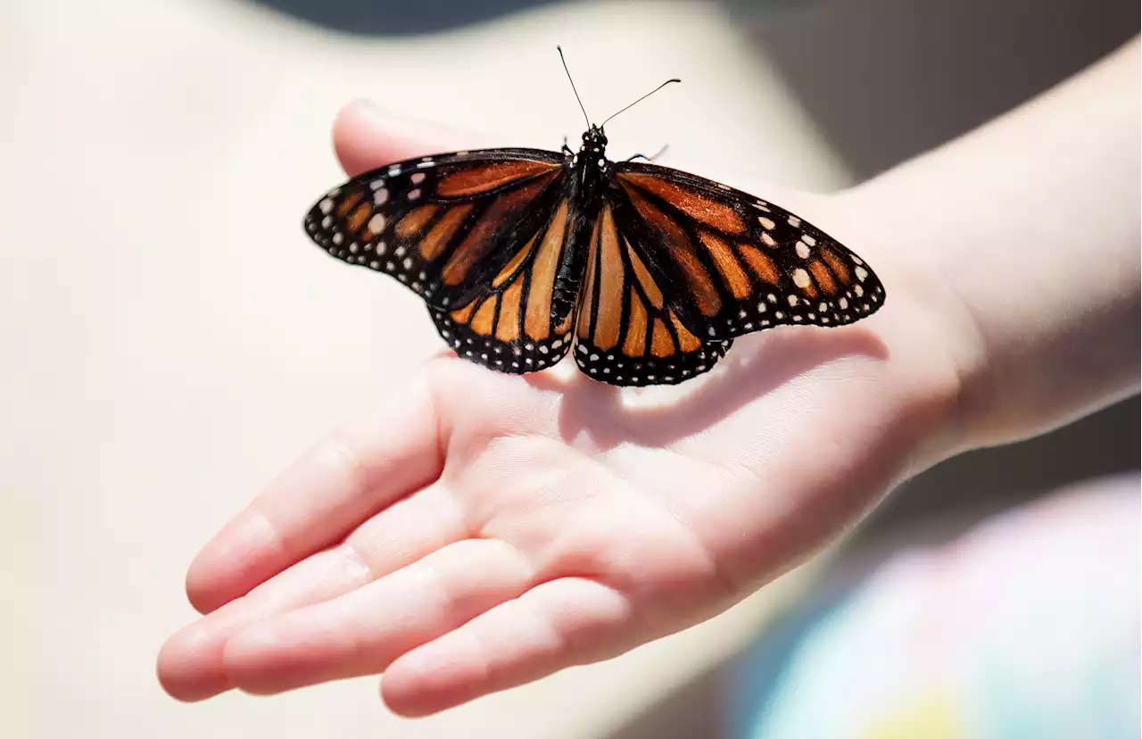 Monarch butterflies get endangered status but no protections