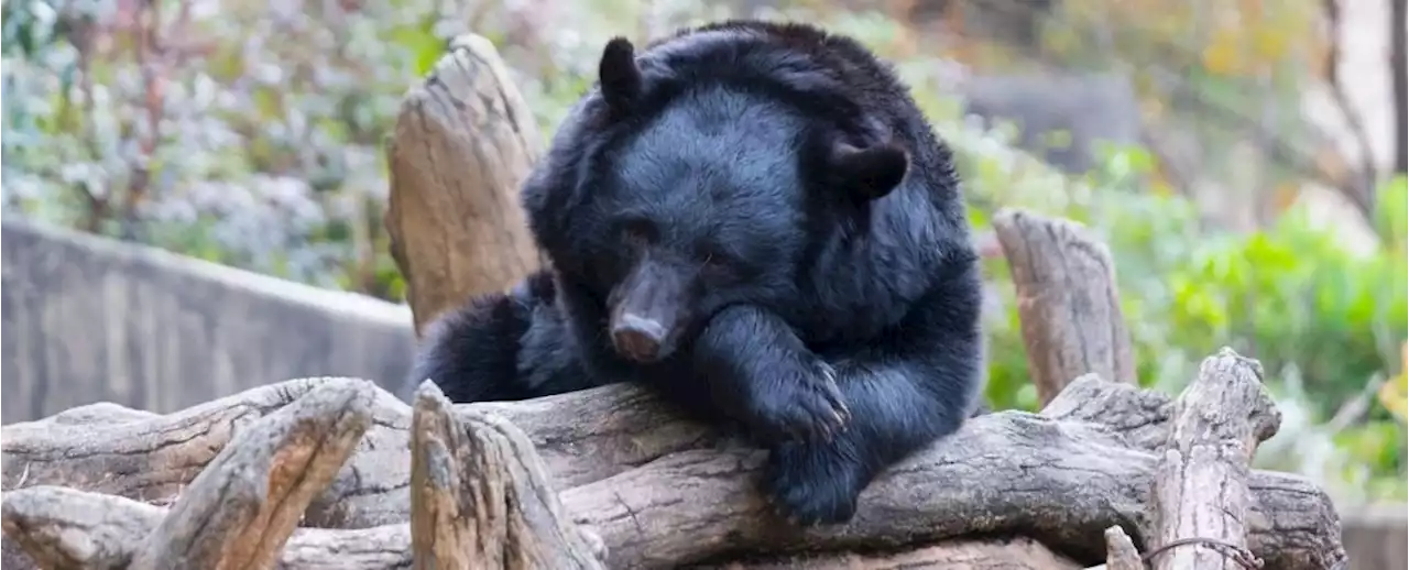 Hibernating Bears Have a Secret Superpower Hiding in Their Blood