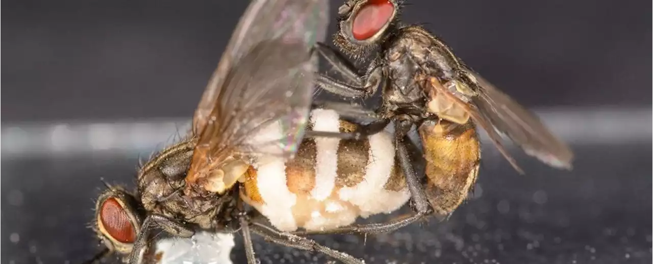 This Horrifying Zombie Fungus Forces Males to Mate With The Dead. Now We Know How