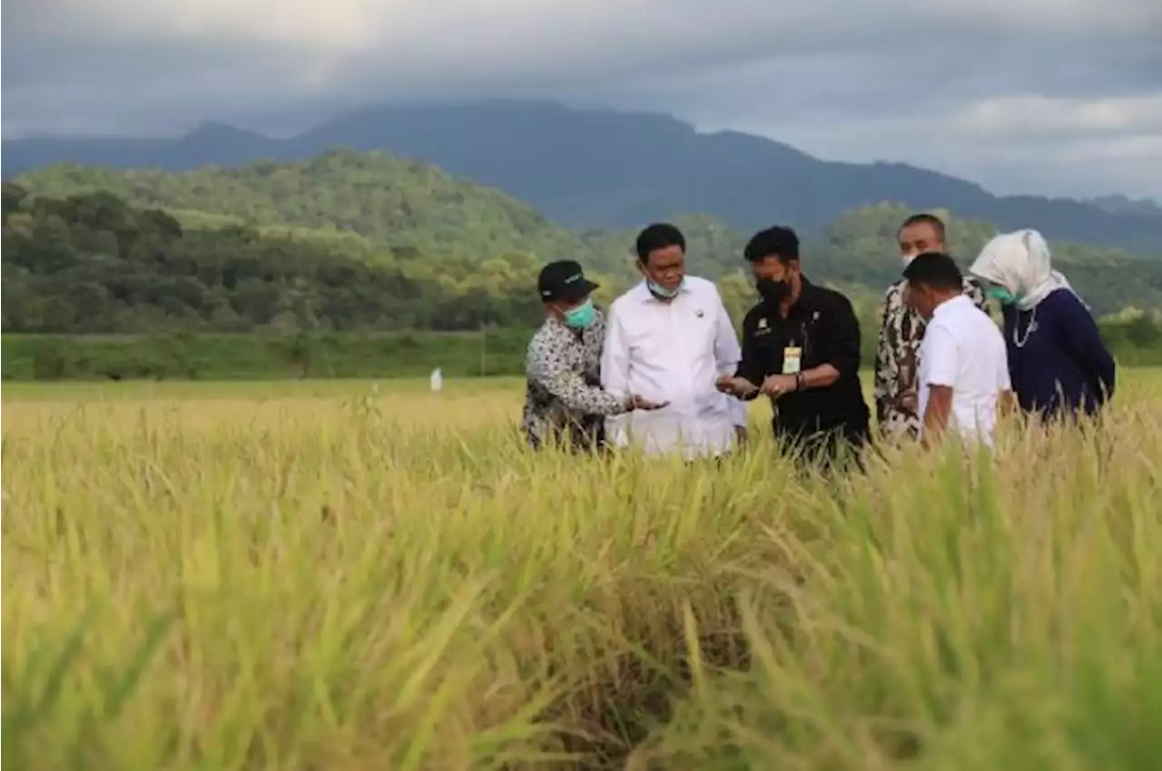 Penyaluran Kredit Usaha Rakyat di Bengkulu Didominasi Sektor Pertanian