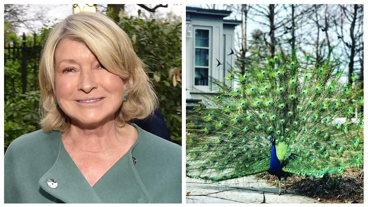 Coyotes Terrorize, Kill Six of Martha Stewart’s Pet Peacocks