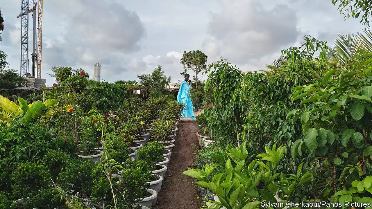 Why nurseries in Senegal leave pricey plants unguarded