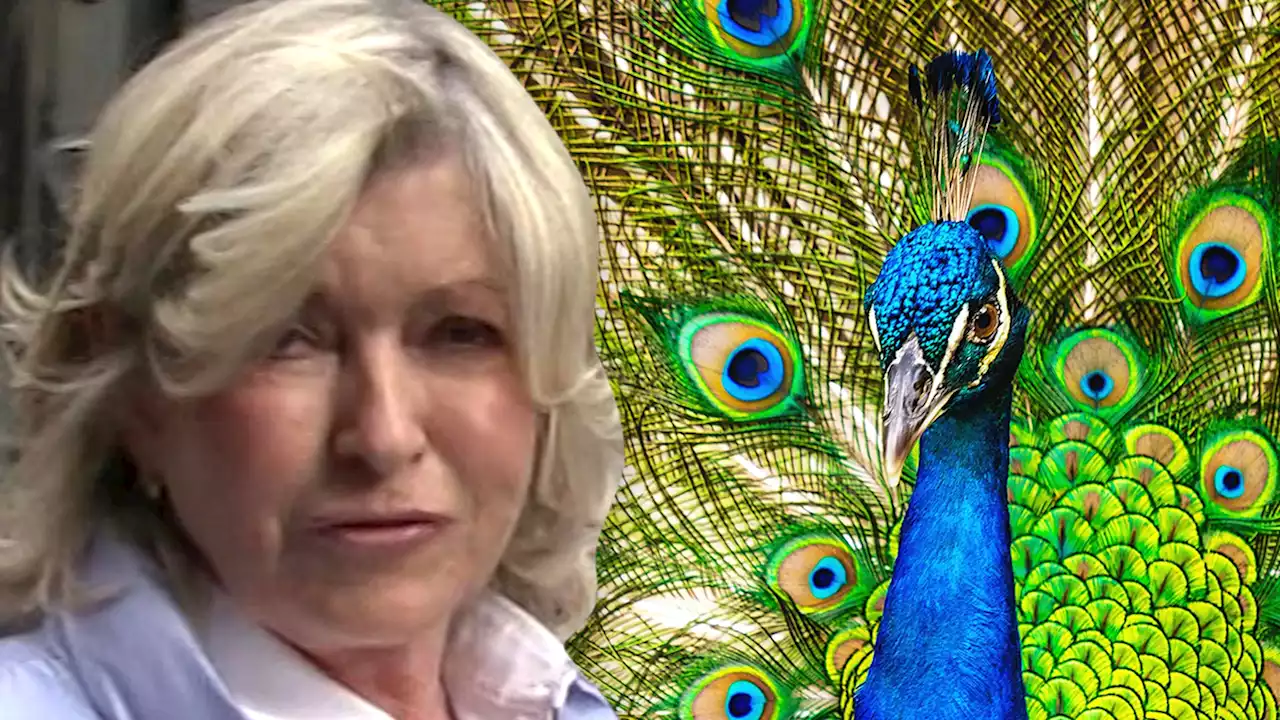 Martha Stewart Uses Marvin Gaye Music to Say Coyotes Killed Her Peacocks