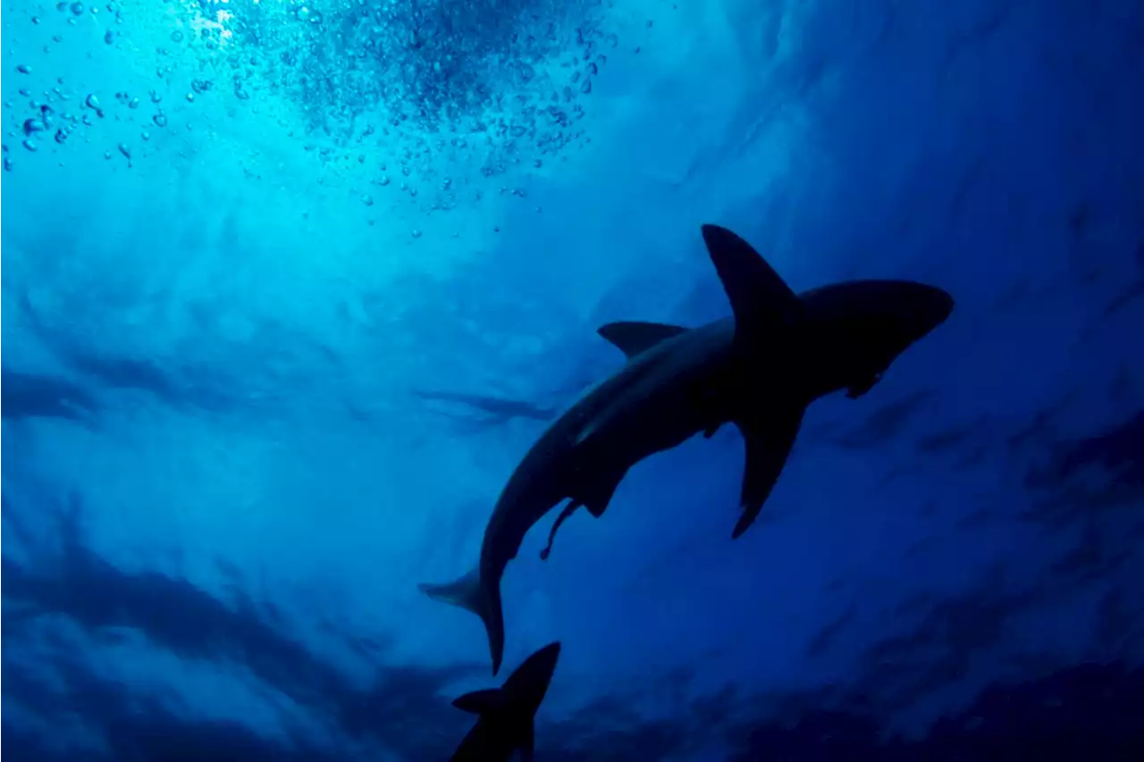 Sharks aren't out to get you, even though 'Jaws' music makes it seem that way