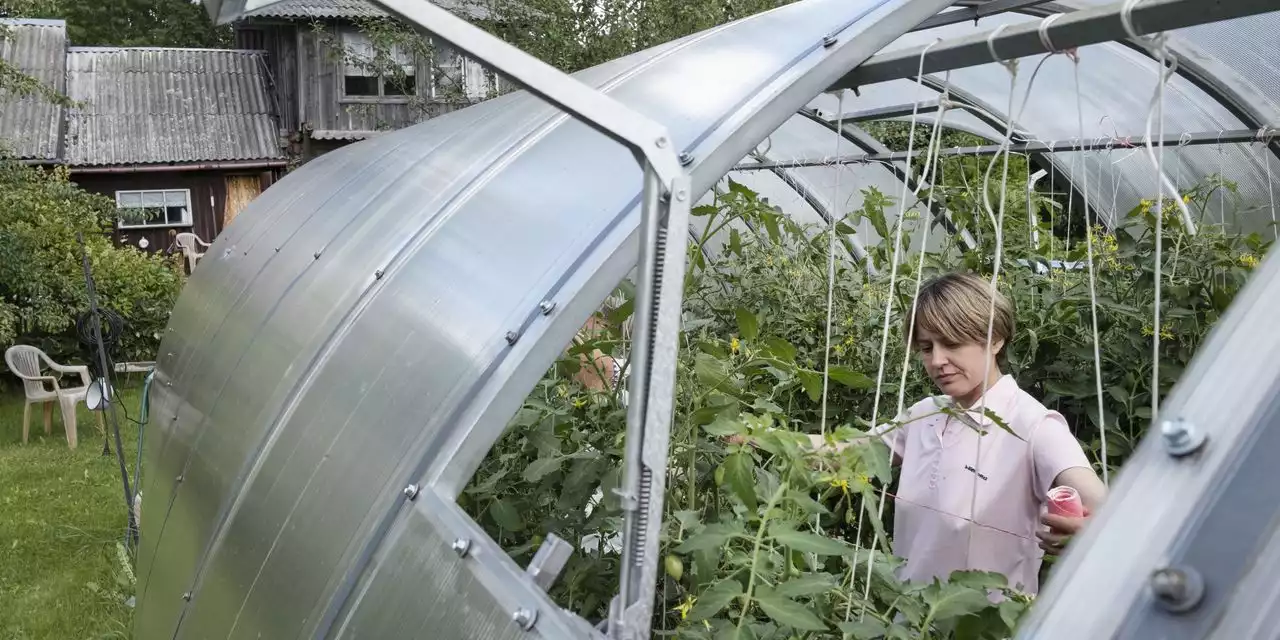 Russians Turn to Their Gardens to Offset Sanctions