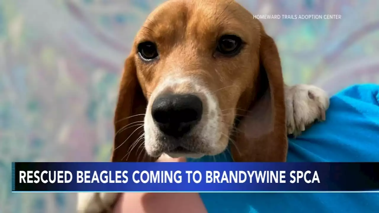 20 dogs removed from laboratory breeding facility coming to Brandywine Valley SPCA