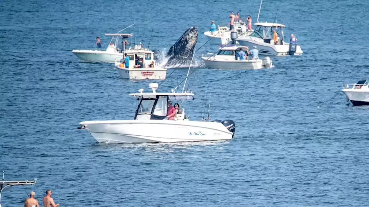 Whale lands on fishing boat amid increased sightings near Massachusetts