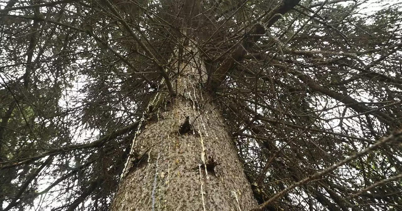 The spruce beetle invasion’s exhausting toll on Southcentral Alaska property owners