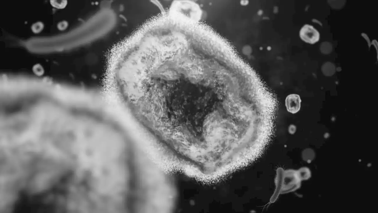 Monkeypox outbreak: WHO calls for public health measures to be stepped up