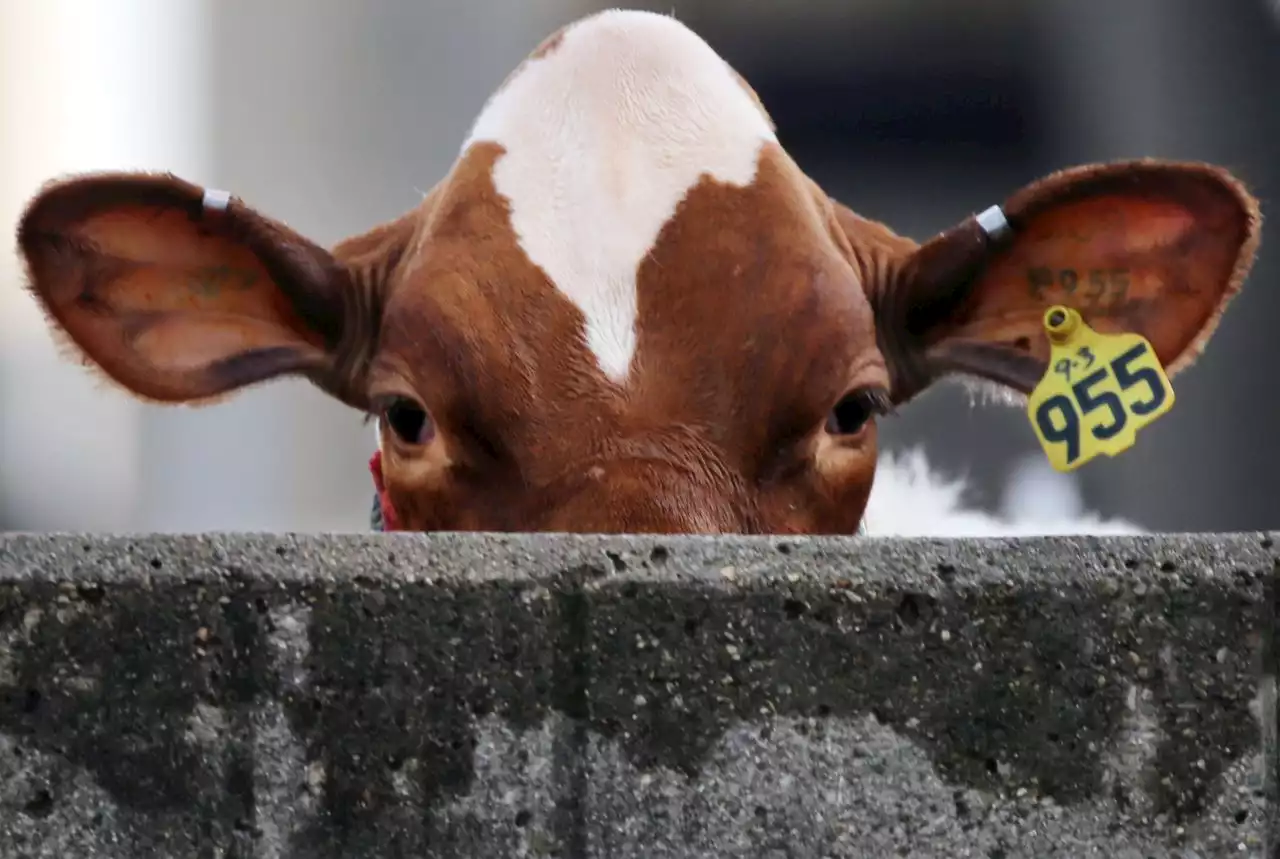 Ohio State Fair returns after two-year absence, with butter cow, Smokey Bear and deep-fried everything - Day Trips and Overnights