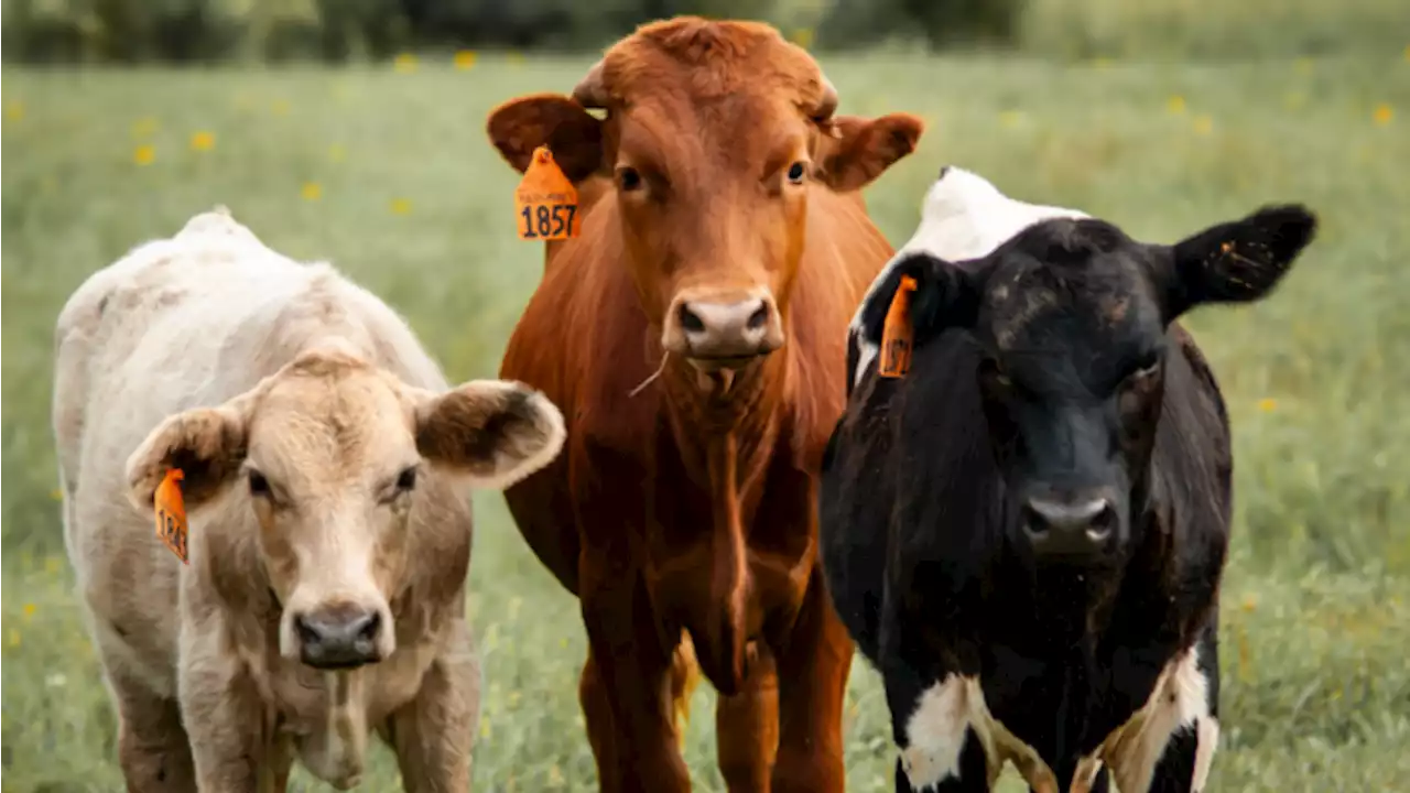 Farmers forced to sell their cows as drought conditions worsen across U.S.