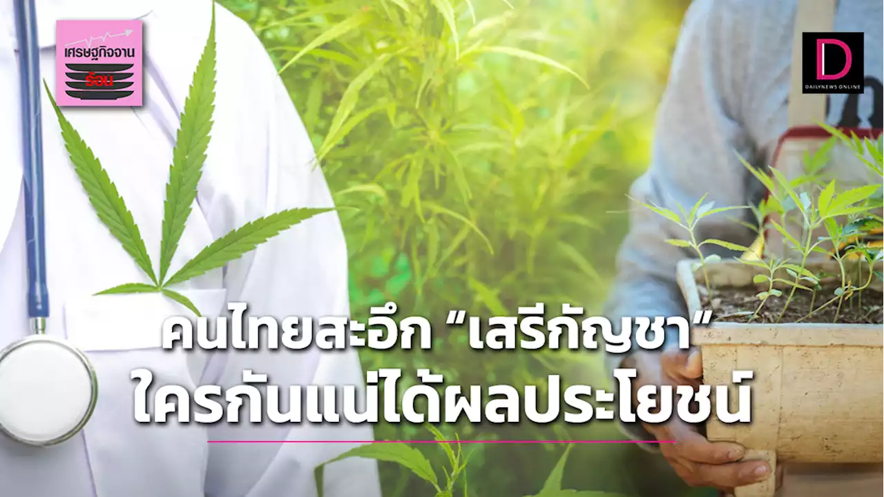 คนไทยสะอึก 'เสรีกัญชา' ใครกันแน่ได้ผลประโยชน์ | เดลินิวส์