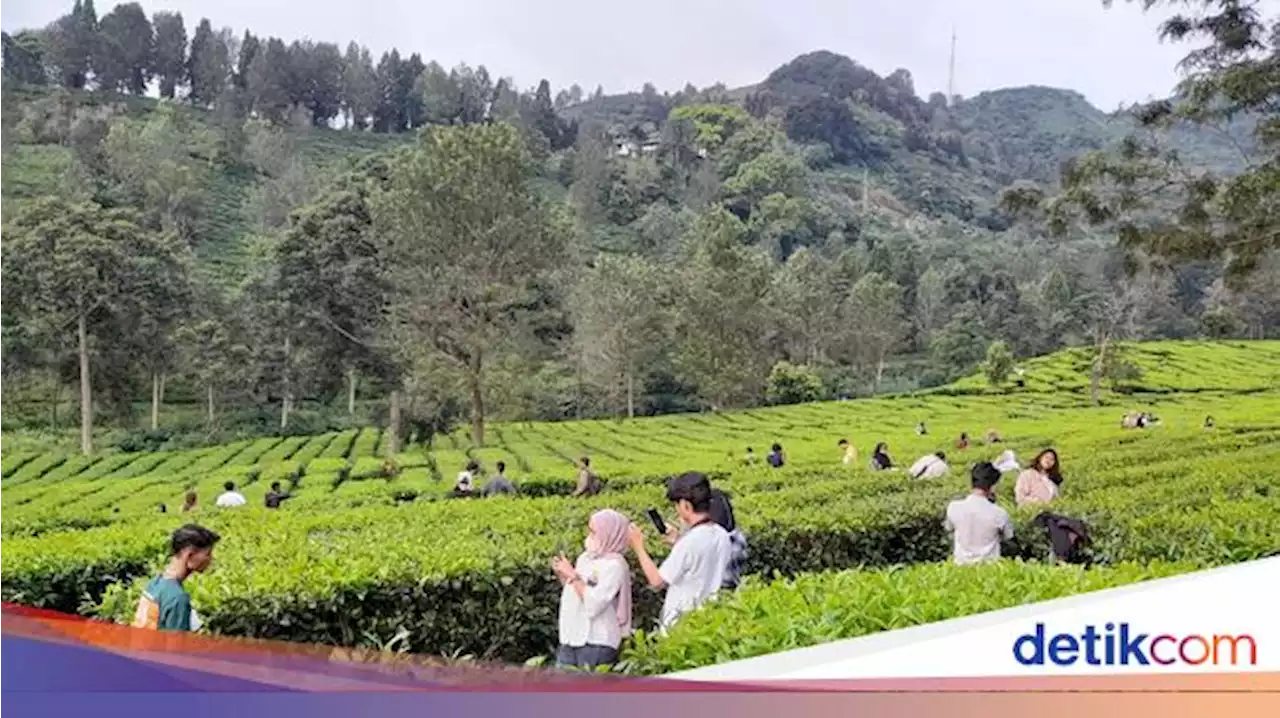 Rekomendasi Villa Puncak, View Bagus Gak Harus Mahal