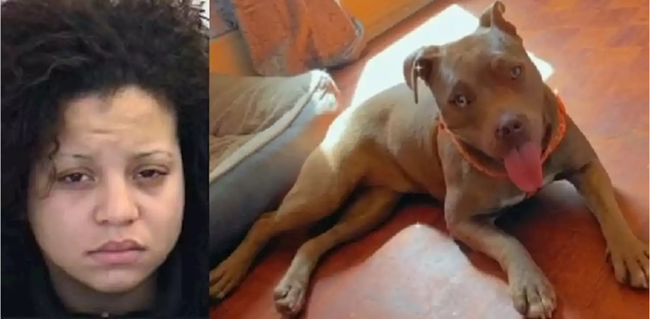 Police searching for woman accused of stealing dog in North York; dog still missing