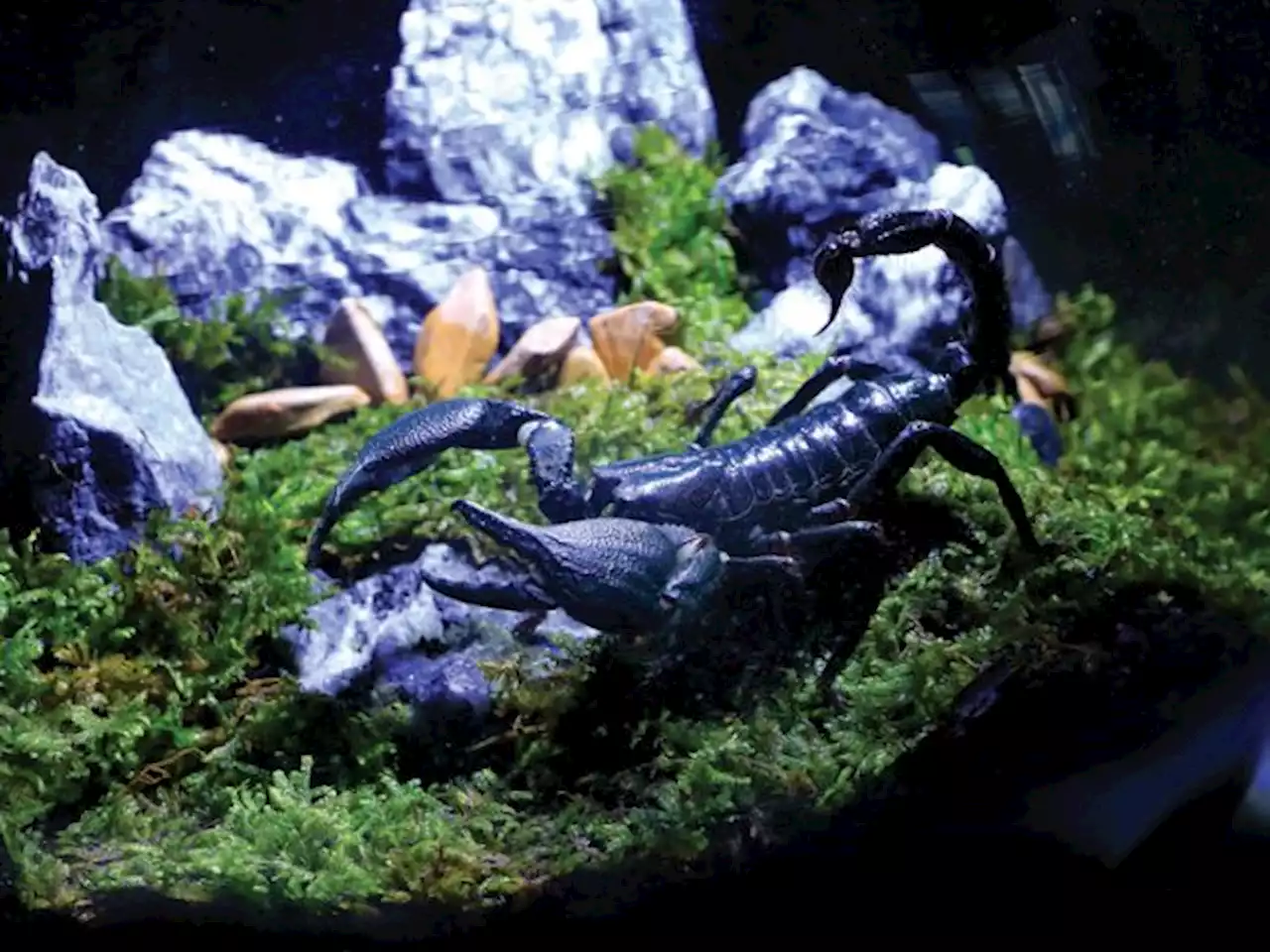 Bikin Setting Film Hobbit dengan Kombinasi Reptil dari Terarium Lumut