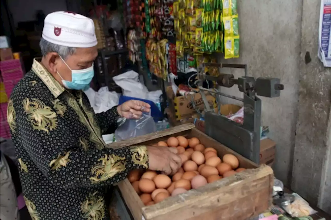 Harga Pakan Terus Meningkat, Harga Telur Tidak Akan Kembali