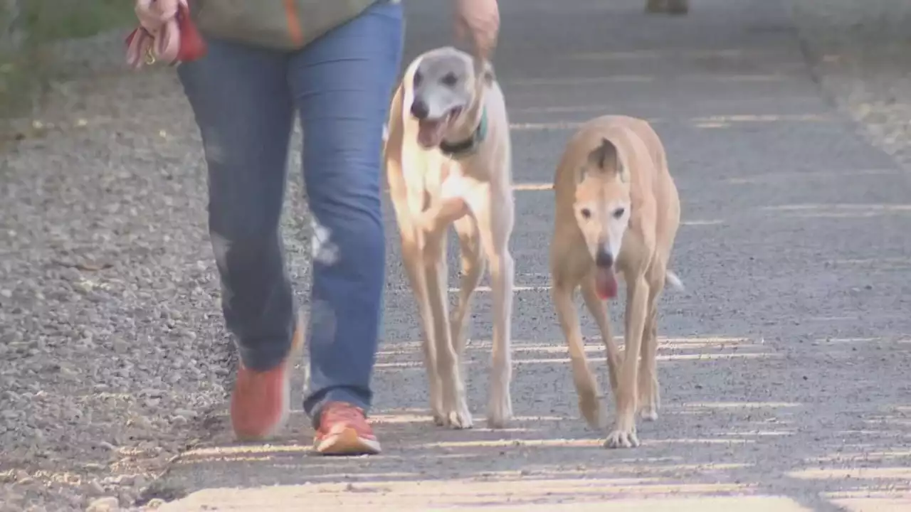 Don’t forget your pets: Ways to keep them cool during hot weather