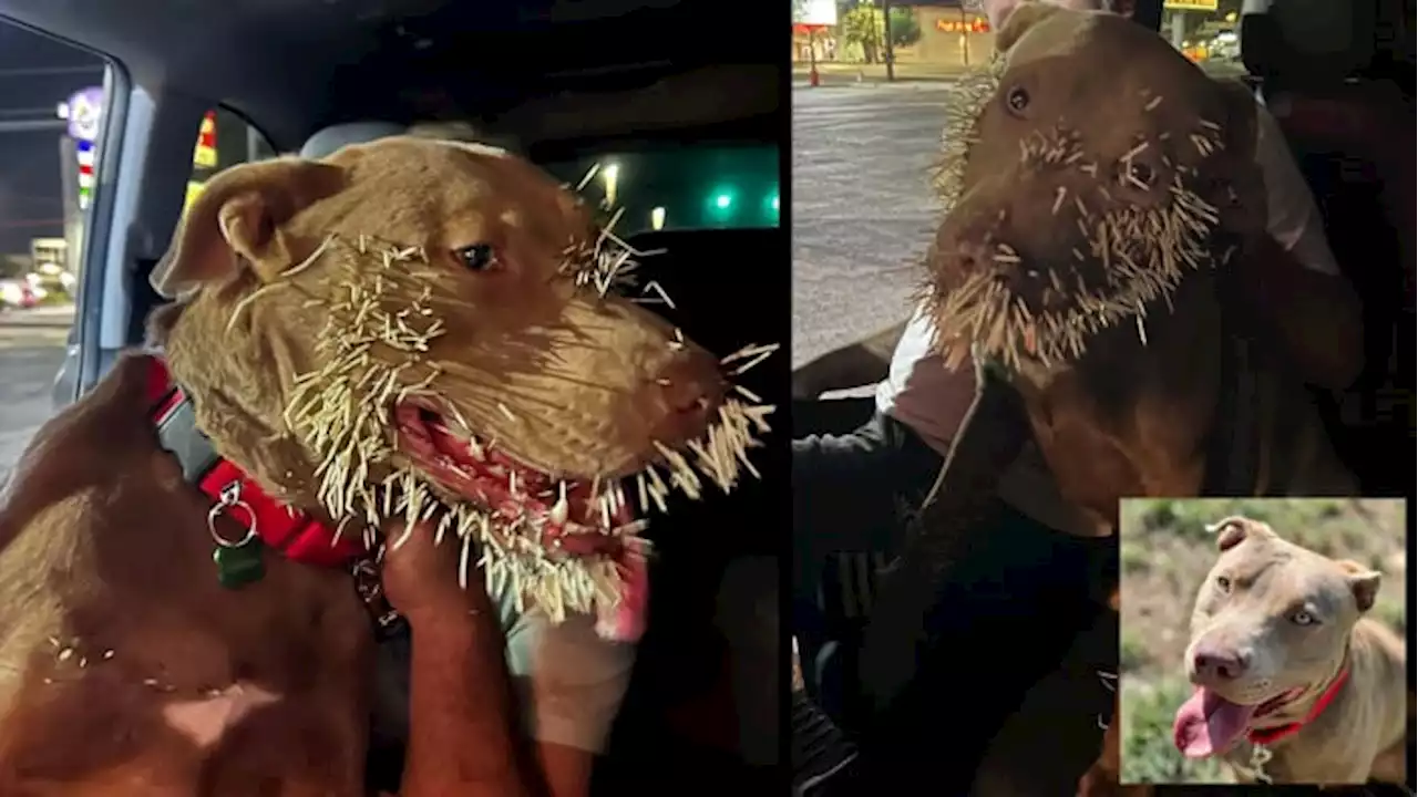 San Antonio pup stuck with hundreds of quills after unsuccessful attempt at making friends with porcupine