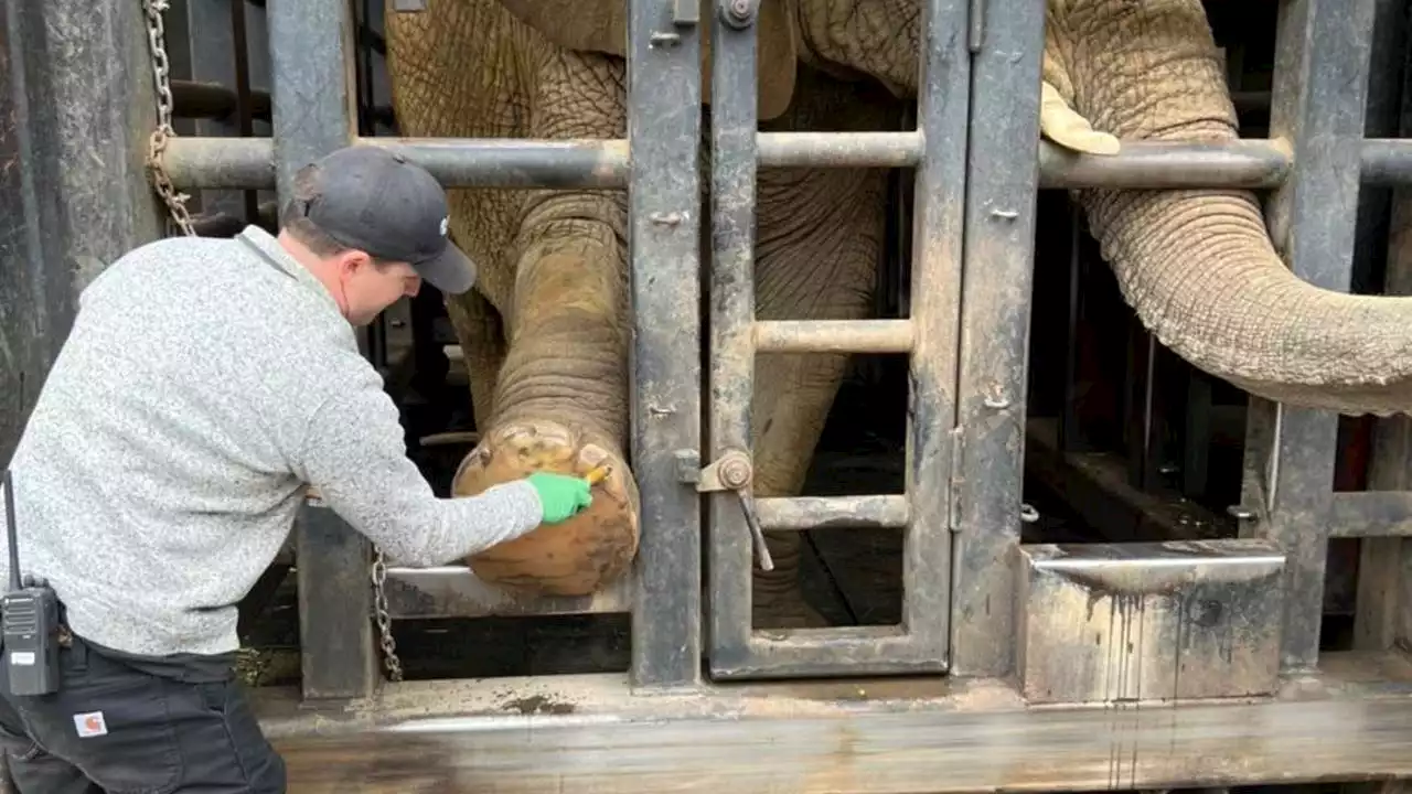 UPDATE: Lisa the elephant shows signs of improvement