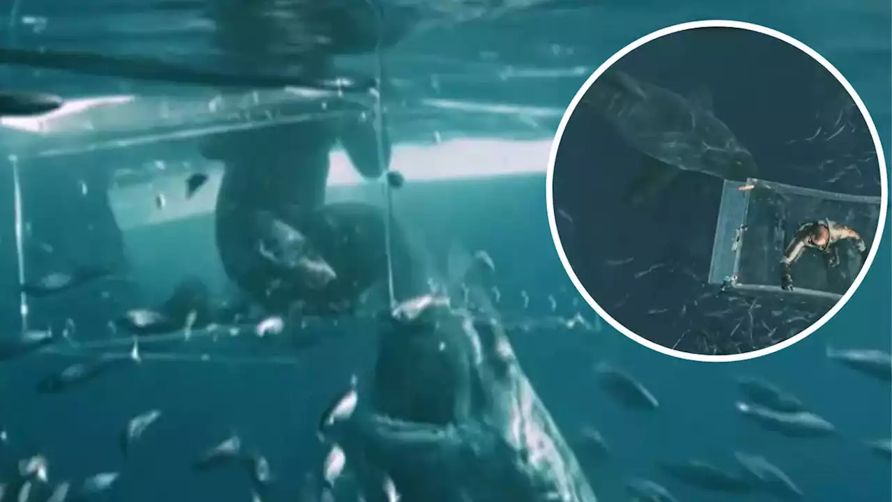 Terrifying moment 16ft great white shark smashes through divers protection cage