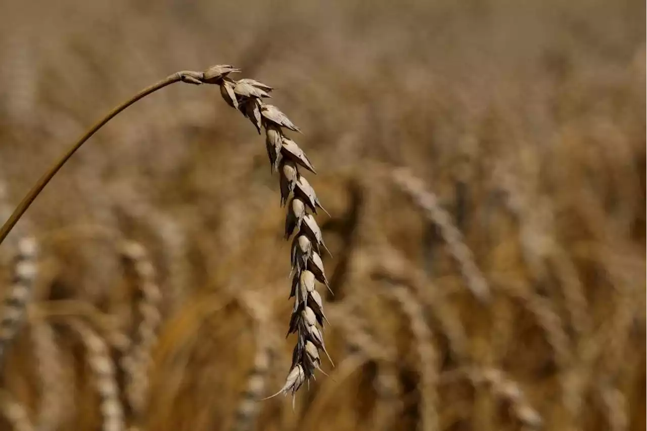 Wheat prices rise as missile strike threatens Ukraine export pact