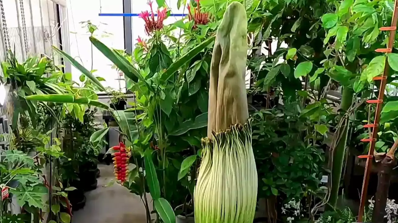 You Can Catch a Sniff of Corpse Flower in Santa Cruz, San Jose