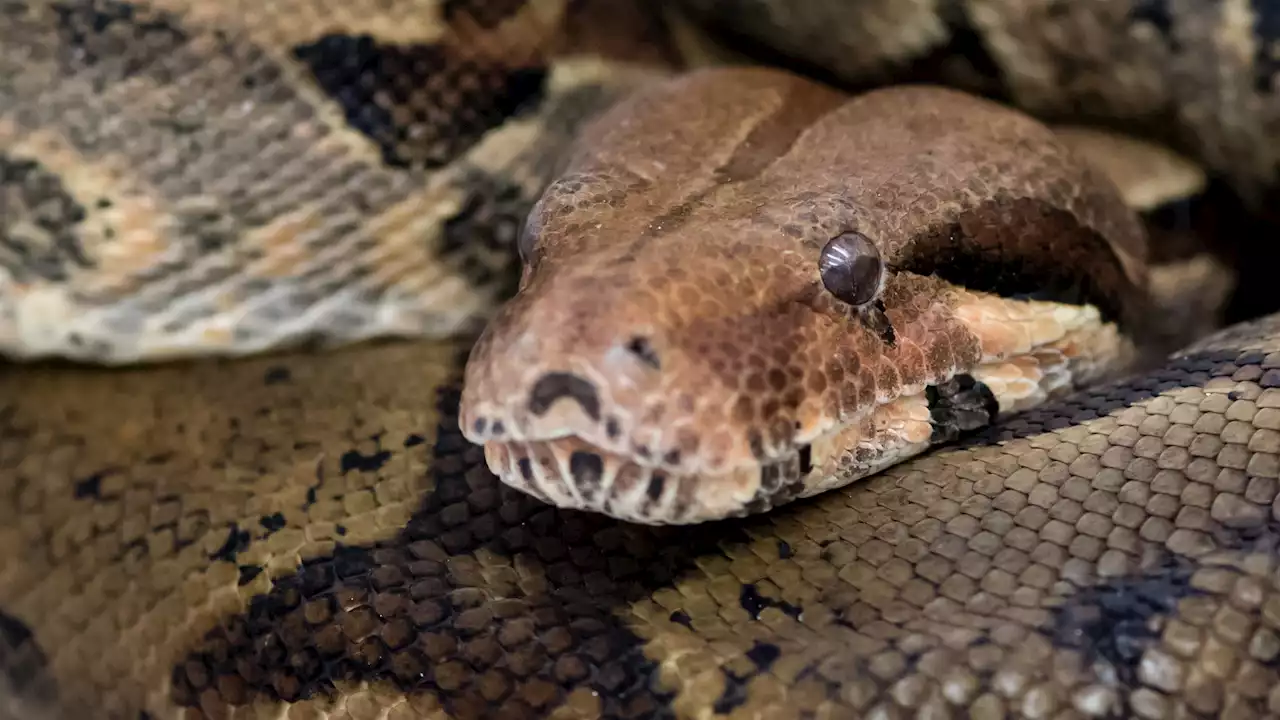 Man Dies Days After Police Shot Dead Boa Constrictor That Was Strangling Him