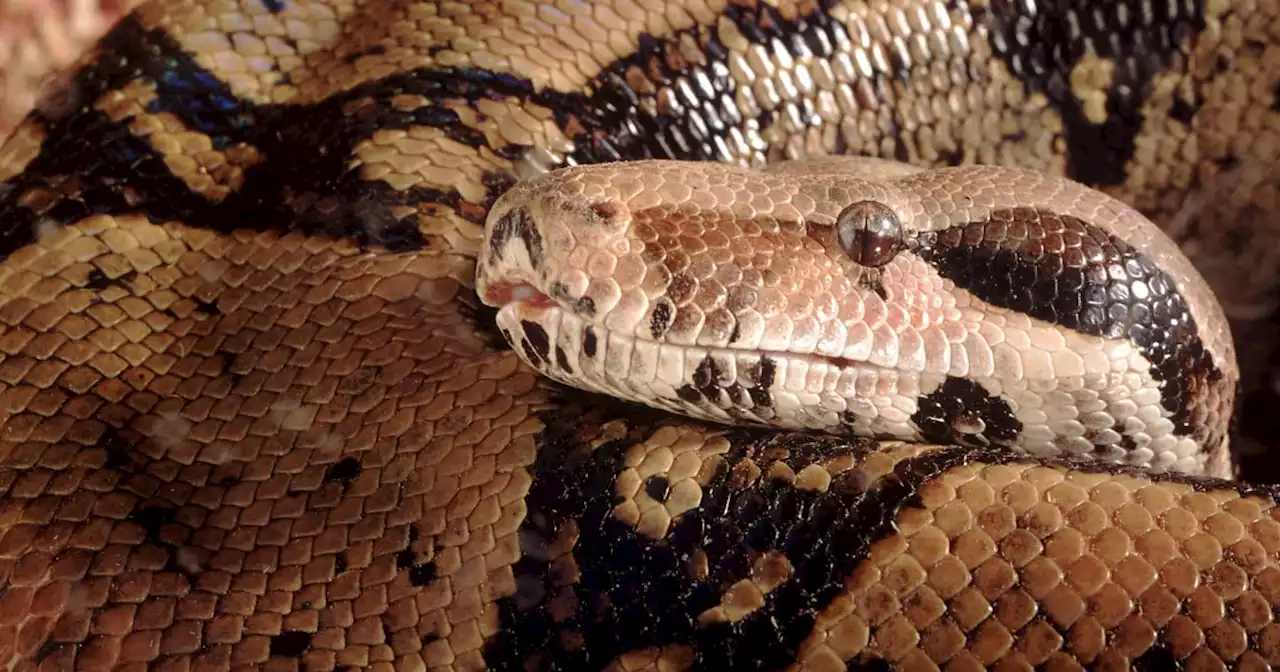 Man dies days after his 18-foot snake wrapped itself around his neck