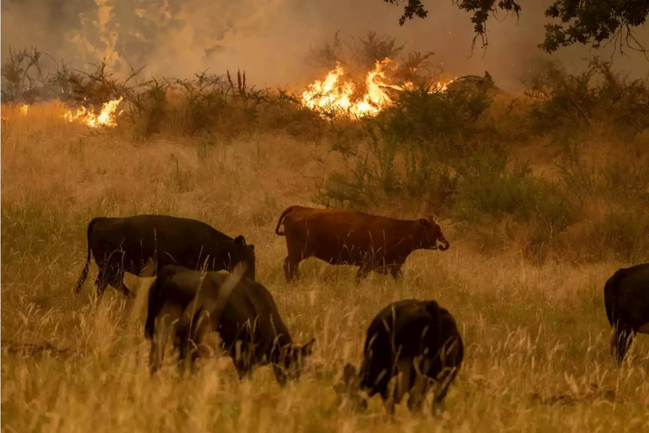 Oak Fire Burns Out of Control Near Yosemite