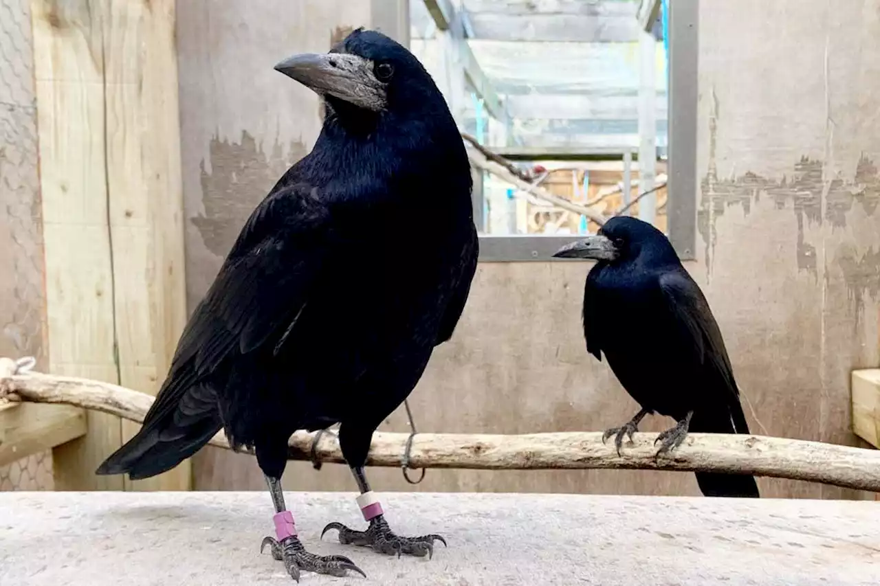 Cambridge lab for clever birds saved from closure by public donations