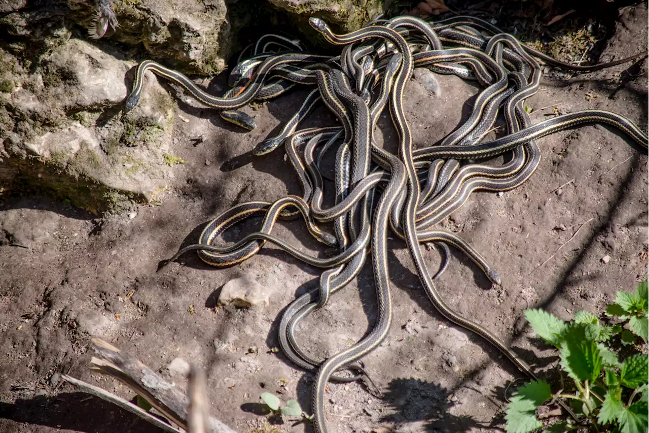 Girl, 5, Dies From Snake Bite at Property Where 40 Serpents Were Being Kept