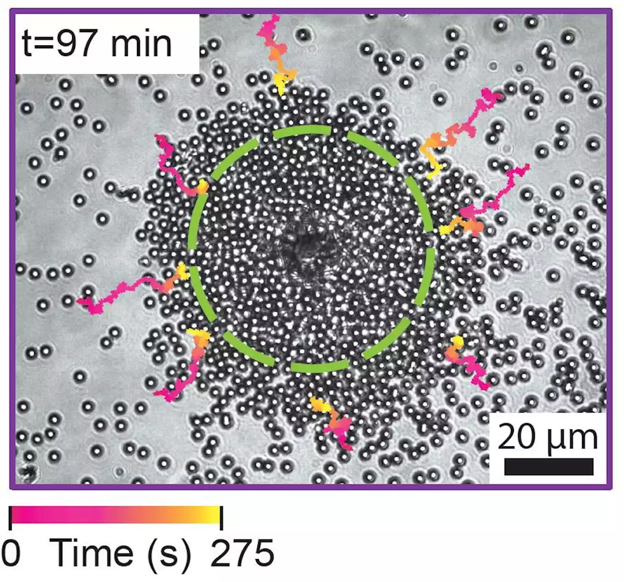 “Life-Like” Lasers Can Self-Organize, Adapt, and Cooperate Like Living Systems