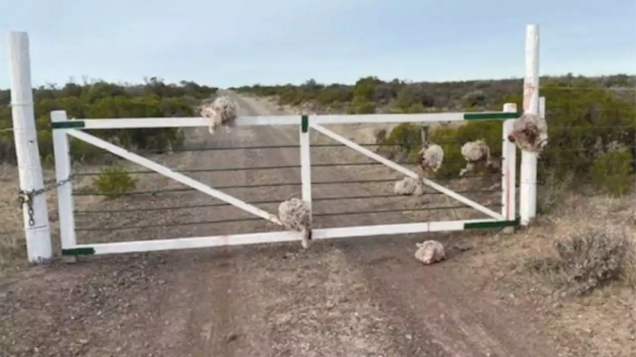 Chubut: robaron ovejas y dejaron las cabezas en una tranquera