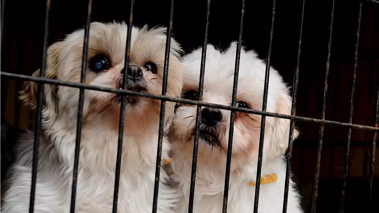 Bill Banning Puppy Sales in N.Y. Pet Stores Awaits Guv’s Signature