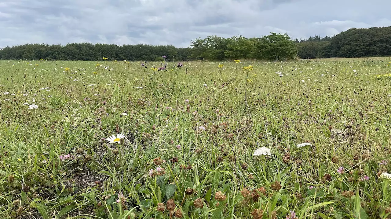 Biodiversiteten har det skidt, men der er lokale lyspunkter