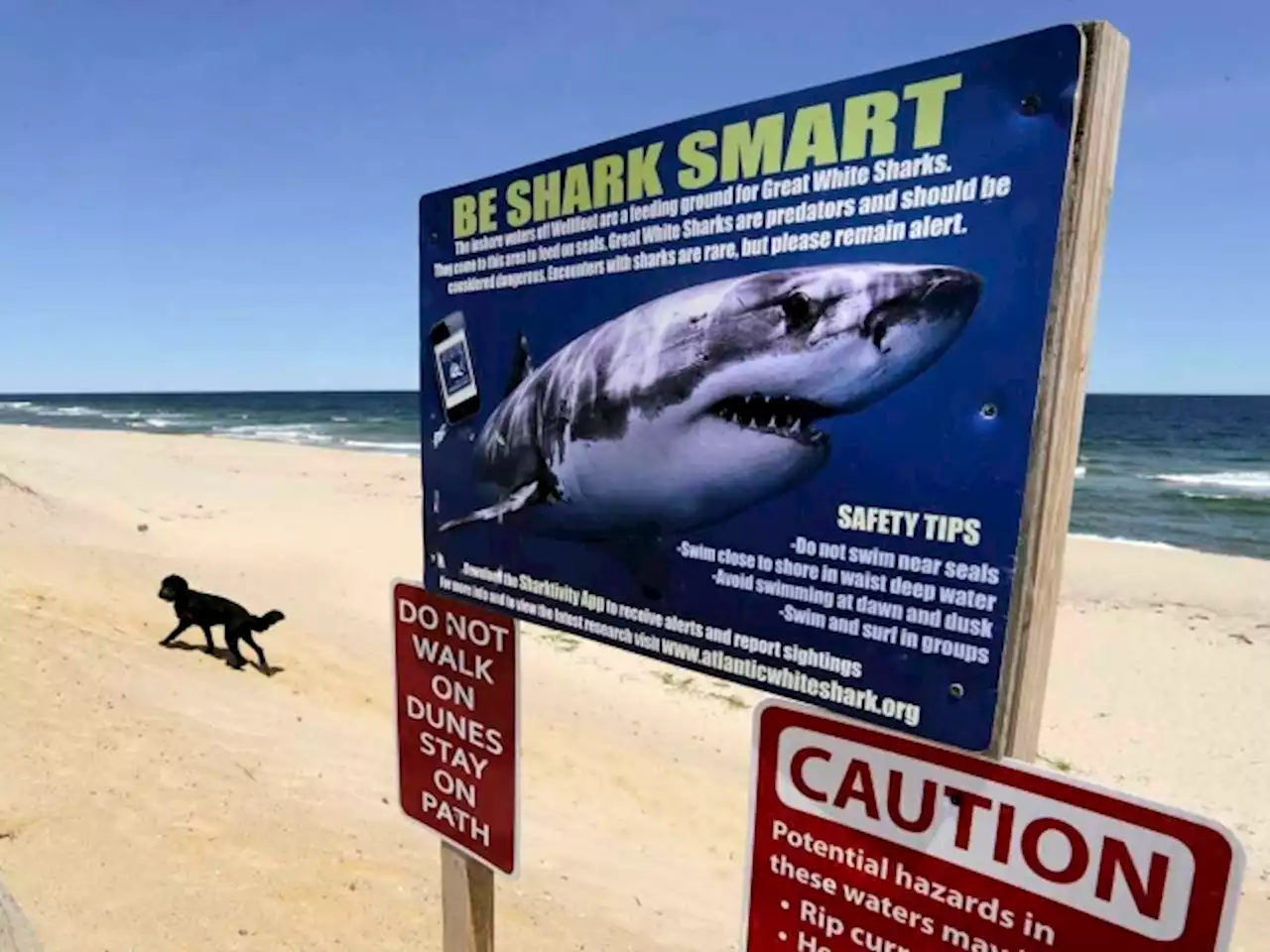 Maintain Eye Contact And Other Shark Attack Survival Tips