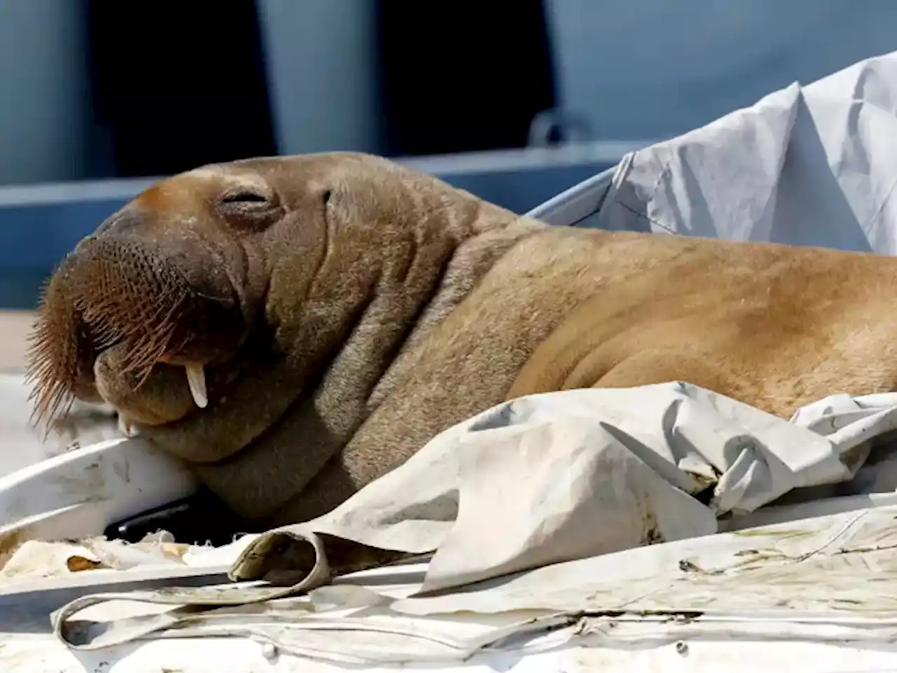 Norway Has Fallen In Love With Freya The Walrus [Videos]