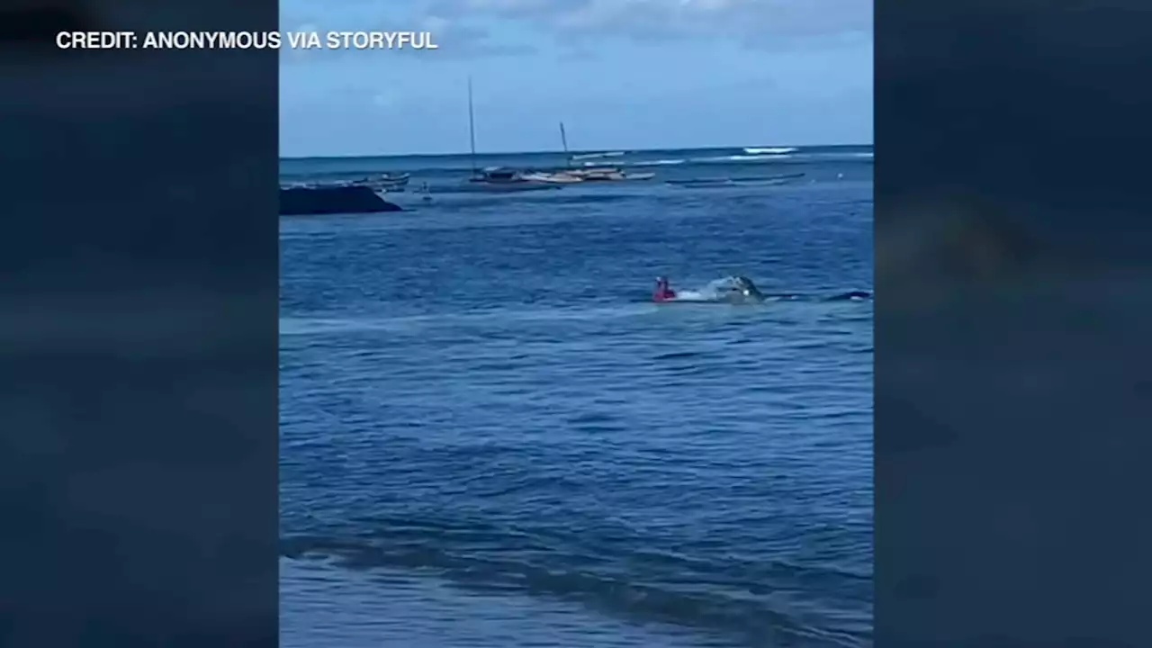 Hawaiian Monk Seal named Rocky attacks swimmer at Kaimana Beach